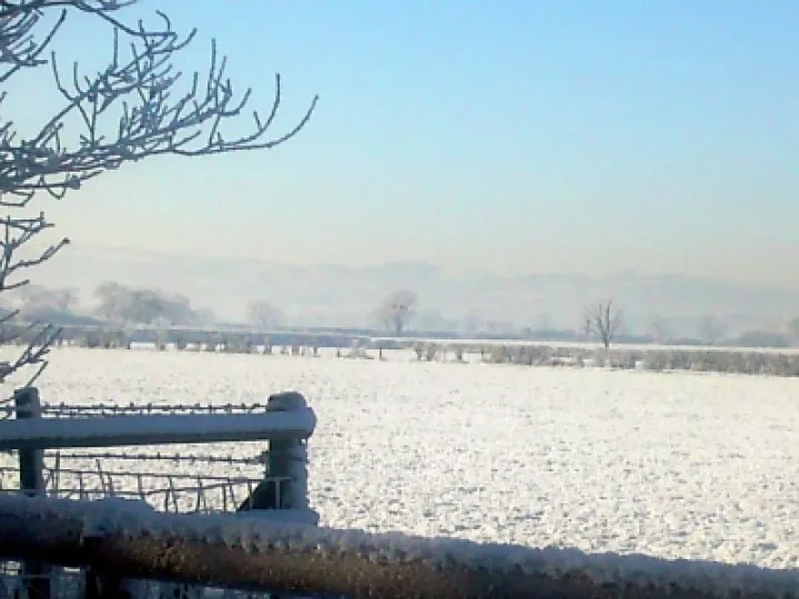 winter-leaf-adjusted-sm