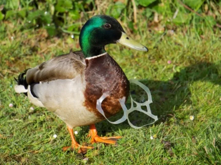 Mallard duck