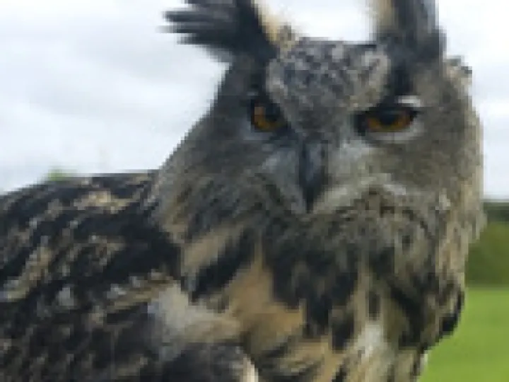 Dennis the Eagle Owl