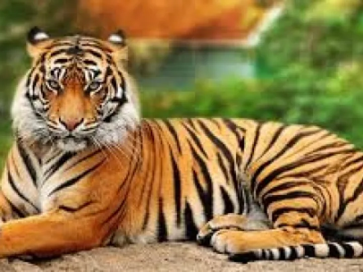 tiger