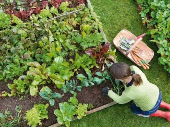 Kitchen Garden- produce a feast – Alan Titchmarsh
