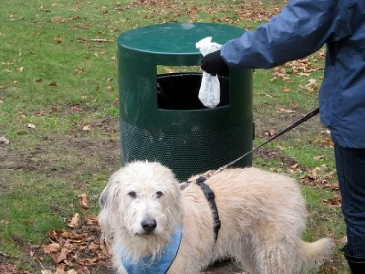 Put you dog waste bags in the litter bin