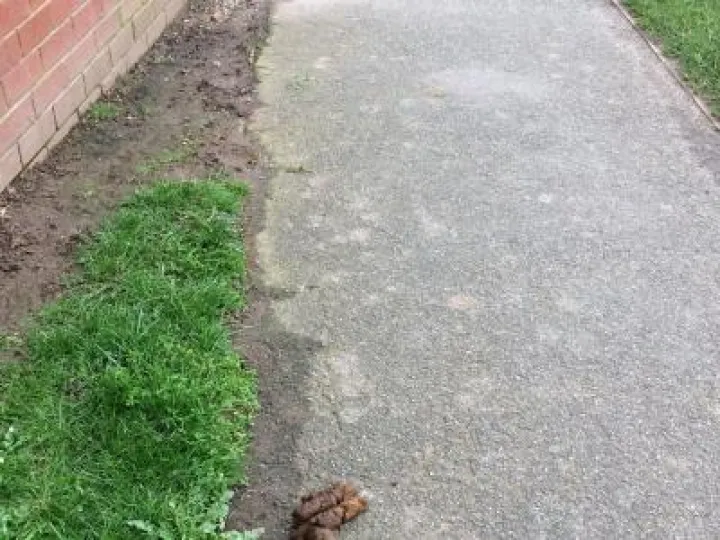 Dog Poo (1)