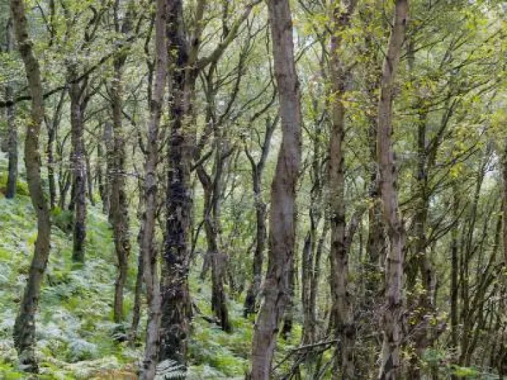 Bickerton Hill in August 38