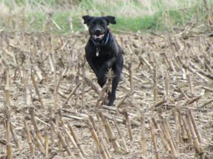 Catskins and croawks1