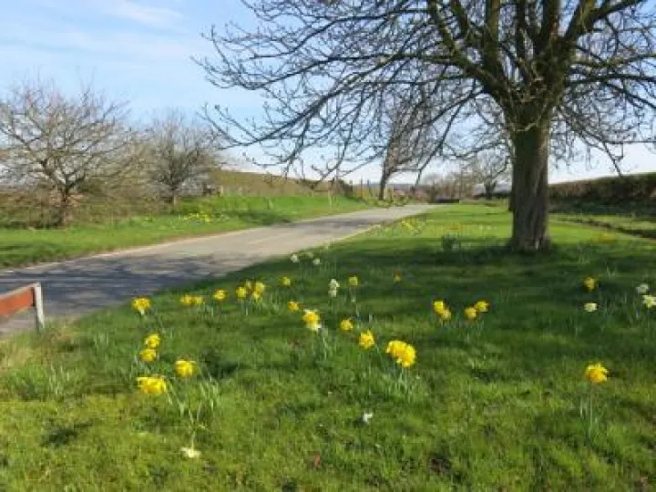 Springtime in Tarvin Img_5545