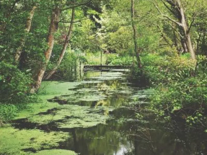 Stoneyford Cottage Garden (1)