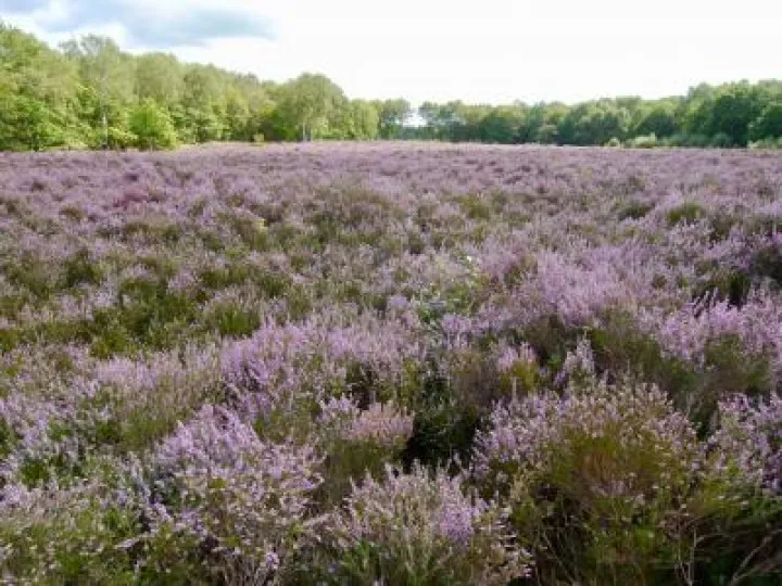 Little Budworth Country Park