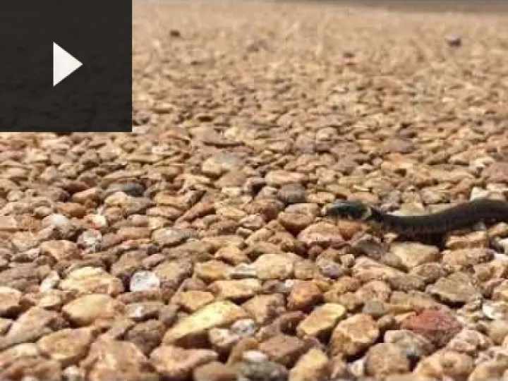 Snake in the