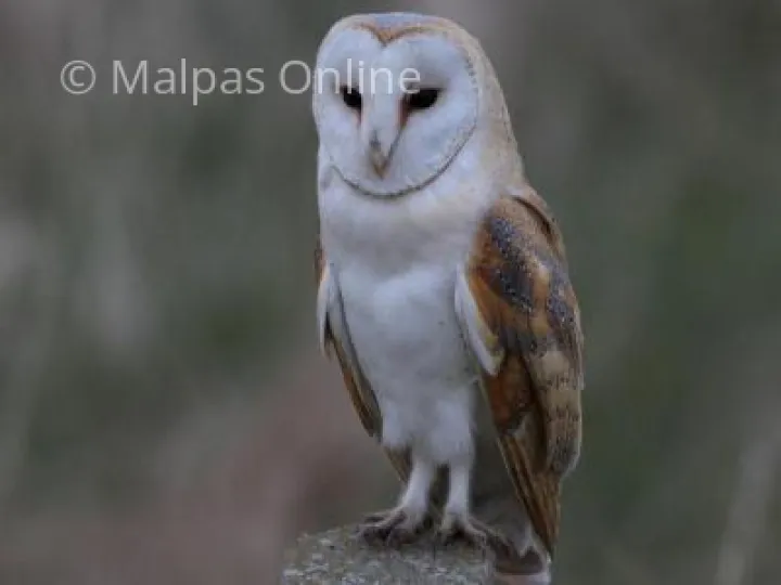 Adult Barn Owl (Latin Name &ndash; Tyto alba )