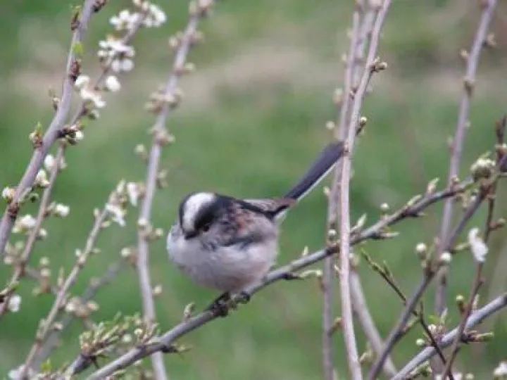 Long Tail Tit