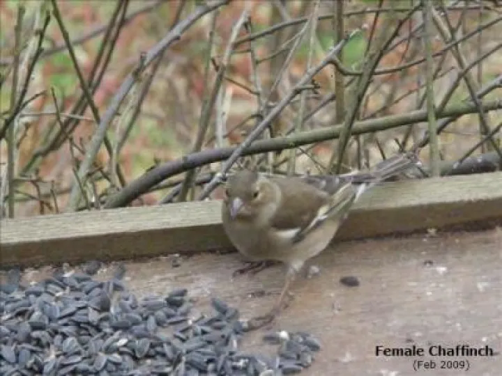 Female Chaffinch