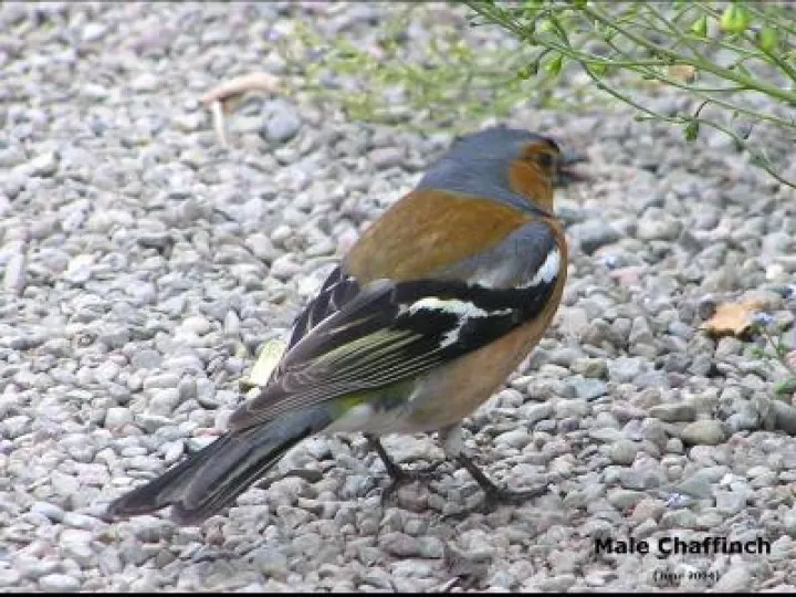 Male Chaffinch