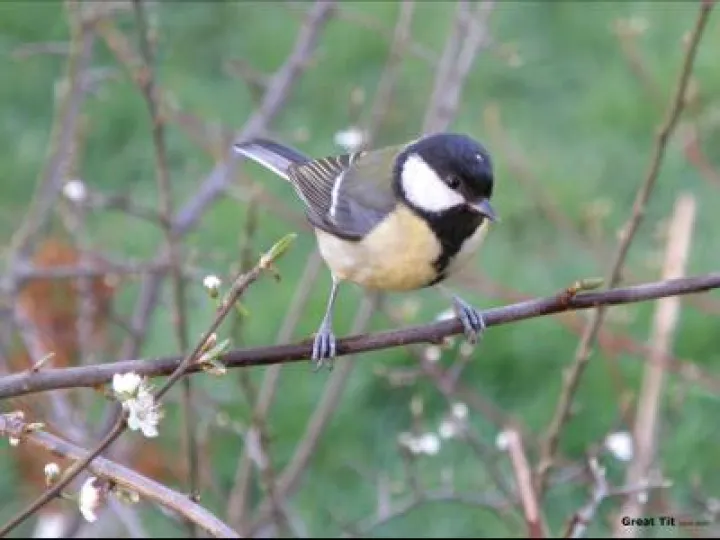 Great Tit web