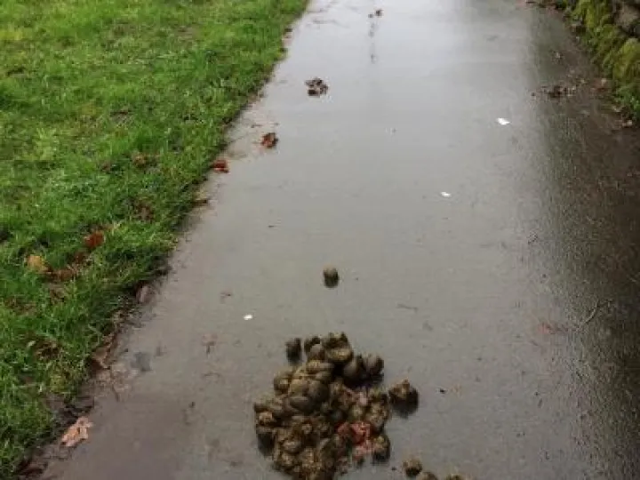 Horse poo (2)