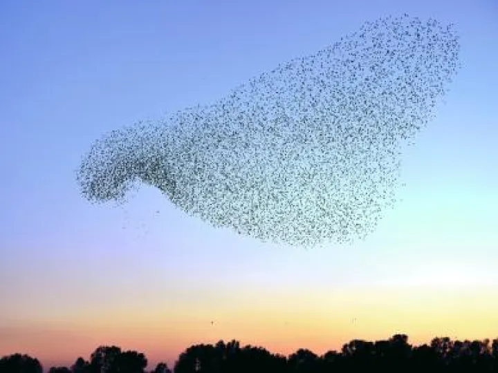 a_murmuration_of_starlings-2