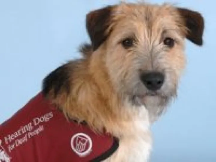 Hearing-Dogs-for-Deaf-People