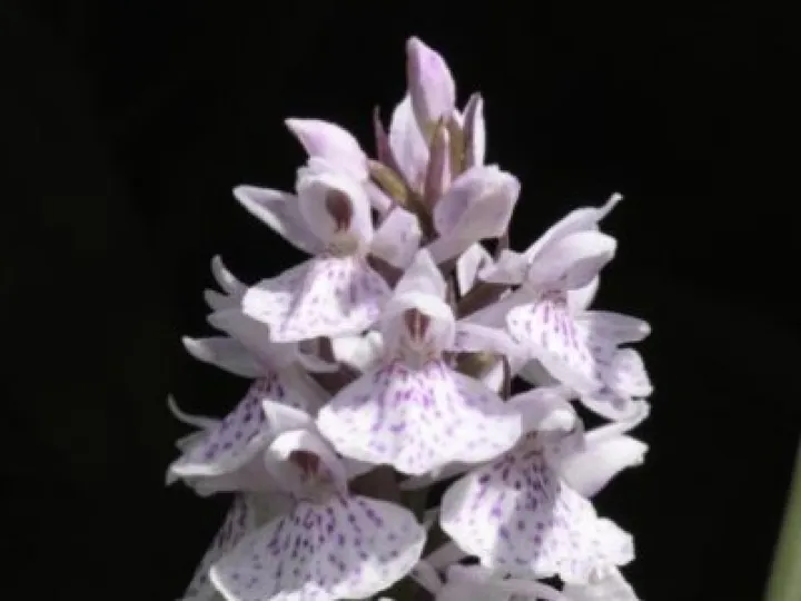 Orchid 4