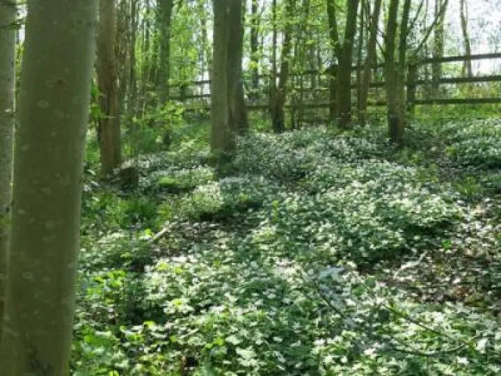 Spring in Tarvin Woodland Img_6925