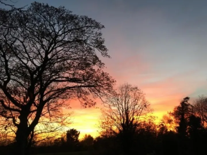 Henbury Winter Trees