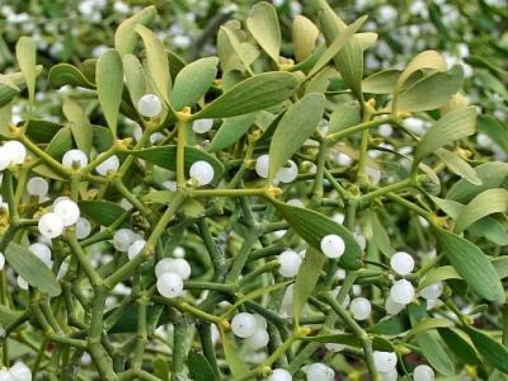mistletoe