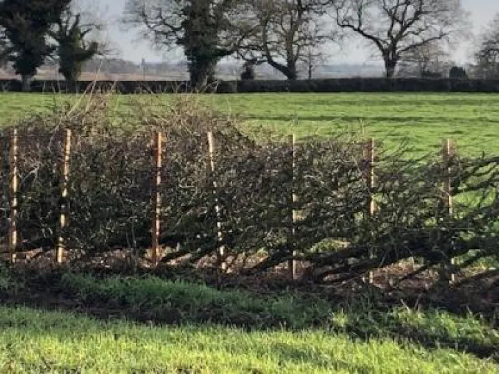 IMG_0799 (1) cropped