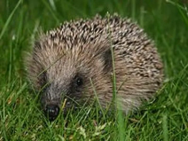 Hedgehog