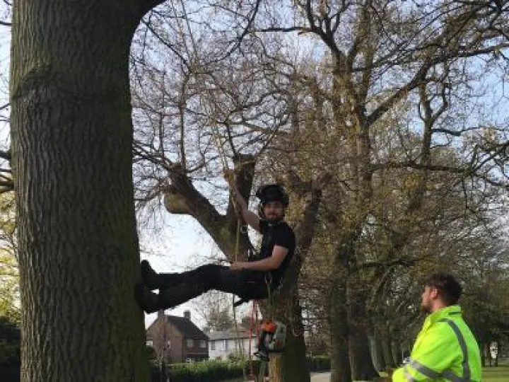 Tree fellilng crop – Copy