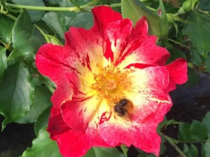 Crazy For You Crazy For You  wekroalt aka Fourth Of July 2