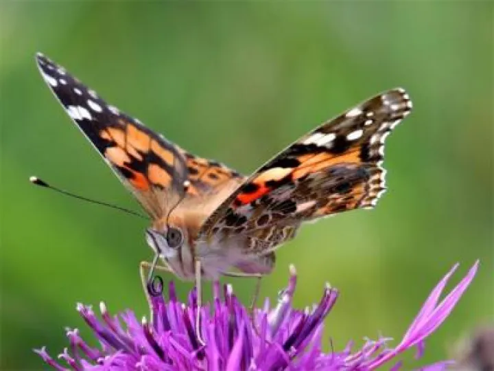 Image: 2019-07-19Butterfly