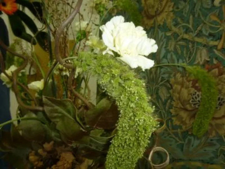 Flower Club Sept 2019 P1030806