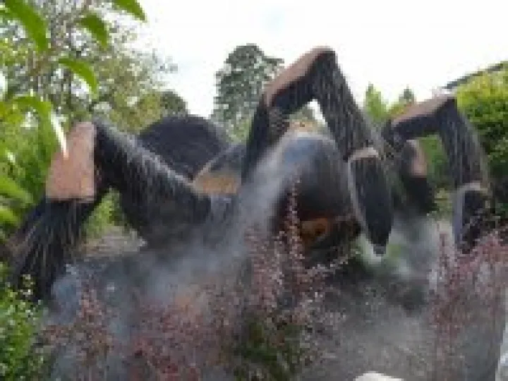 Tarantula In Fog reduced