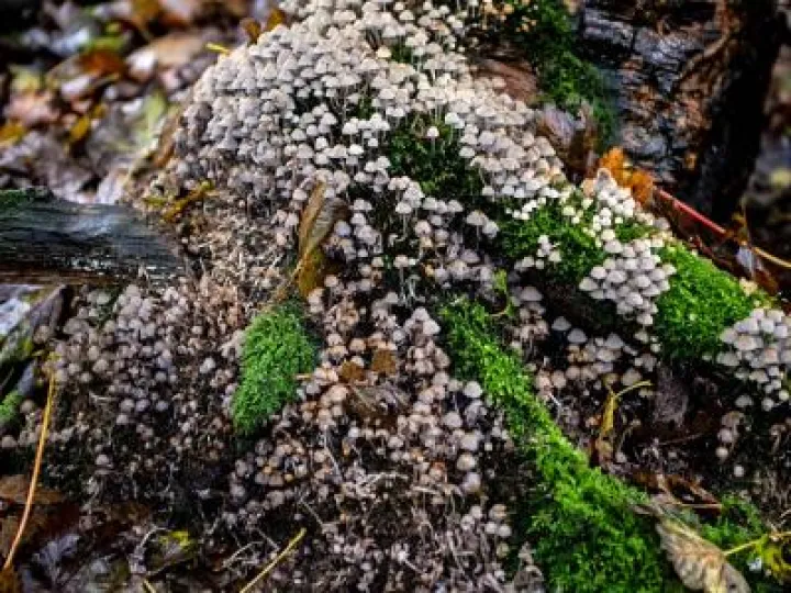 PSX_20191027_181045 (1)