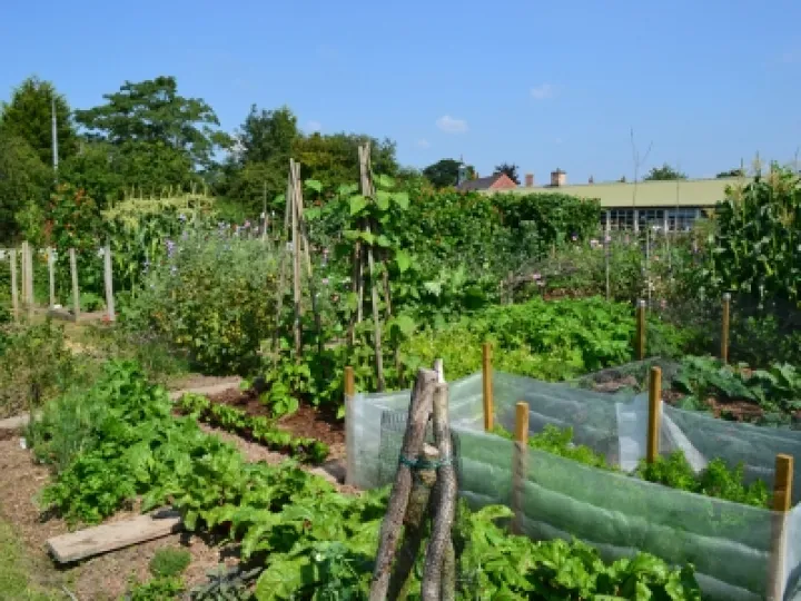 Allotment_1