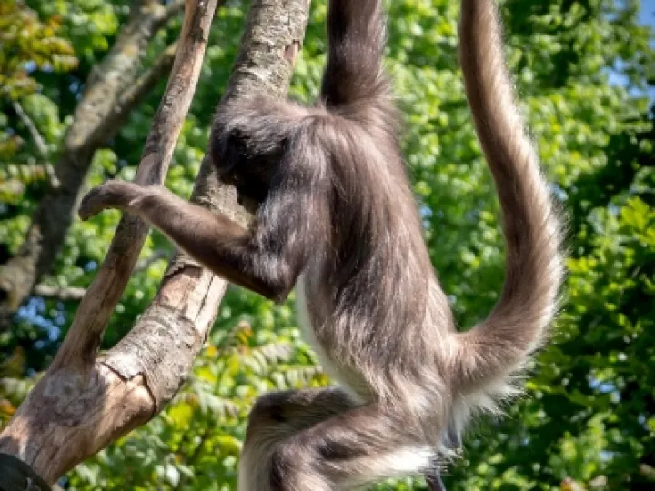 spider-monkey-1958056_1280