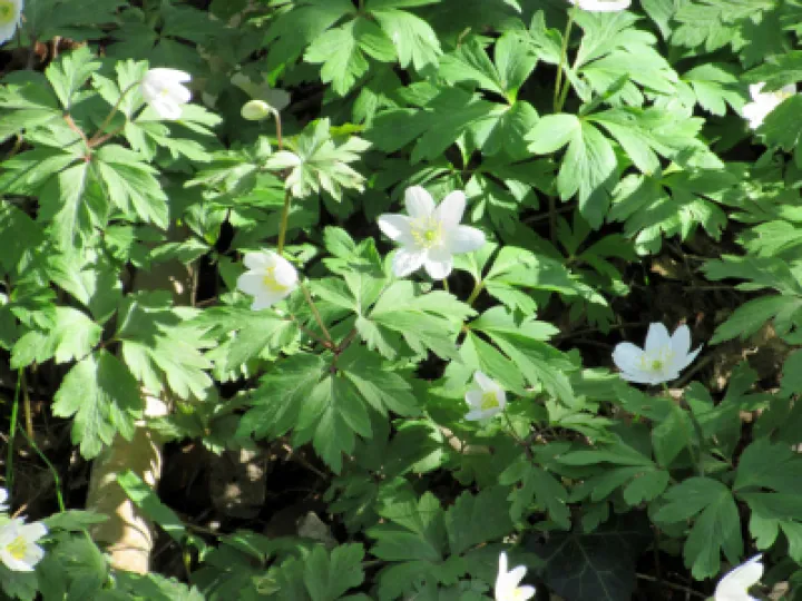 Wood Anemones
