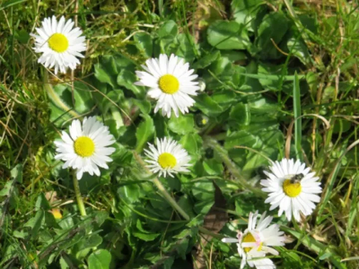 Keith Barker Woodland photos April 2020