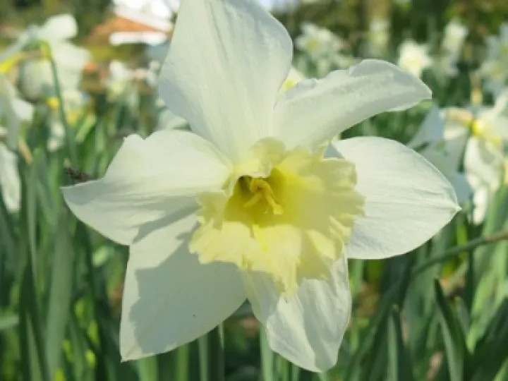 Keith Barker Woodland photos April 2020 (3)