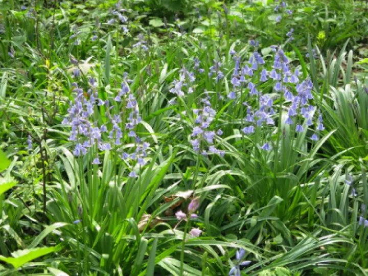 Woodland Walk (5)Img_7869