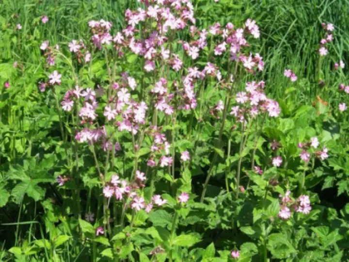 Woodland Walk KB Image003 (7)