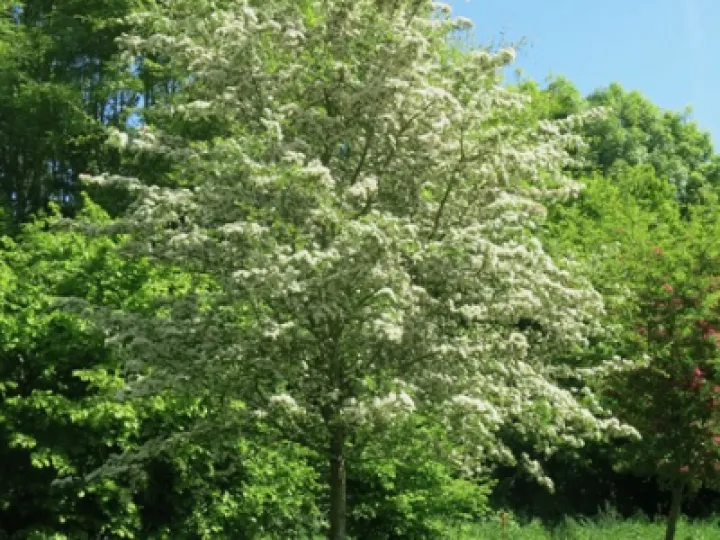 TWW Photos May 2020 Fullsizeoutput_2cbb