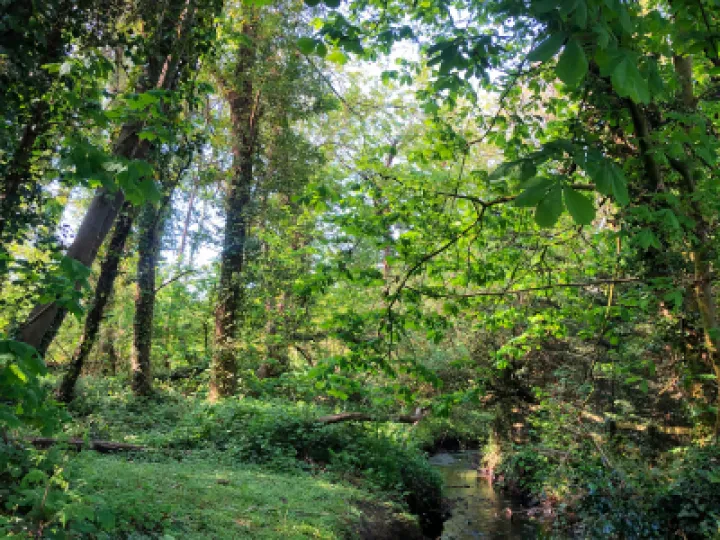 Helena &ndash; the Spinney