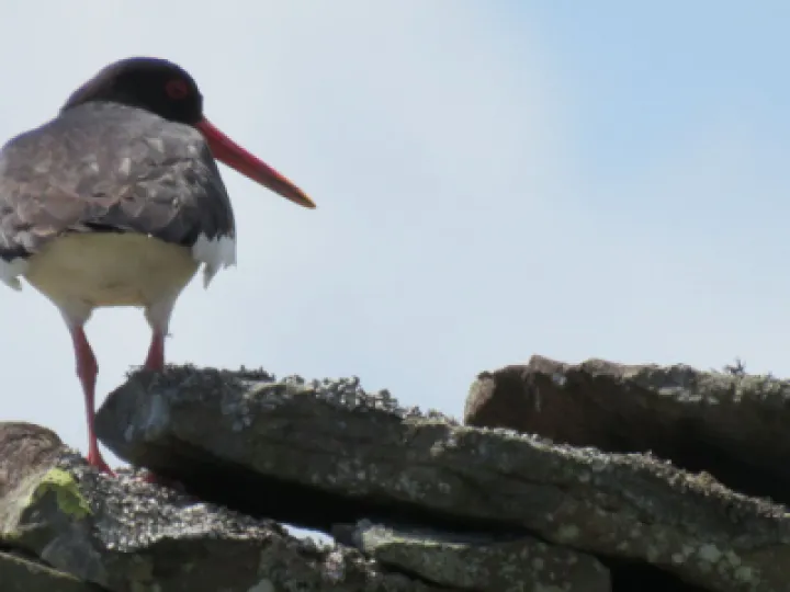 oystercatcher_stonewall