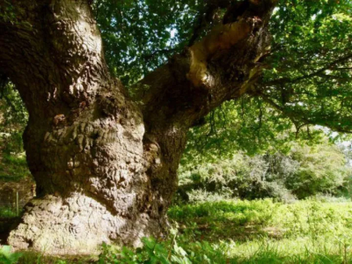 Image: 21687938_486030521763396_4605225168069944316_n (1)