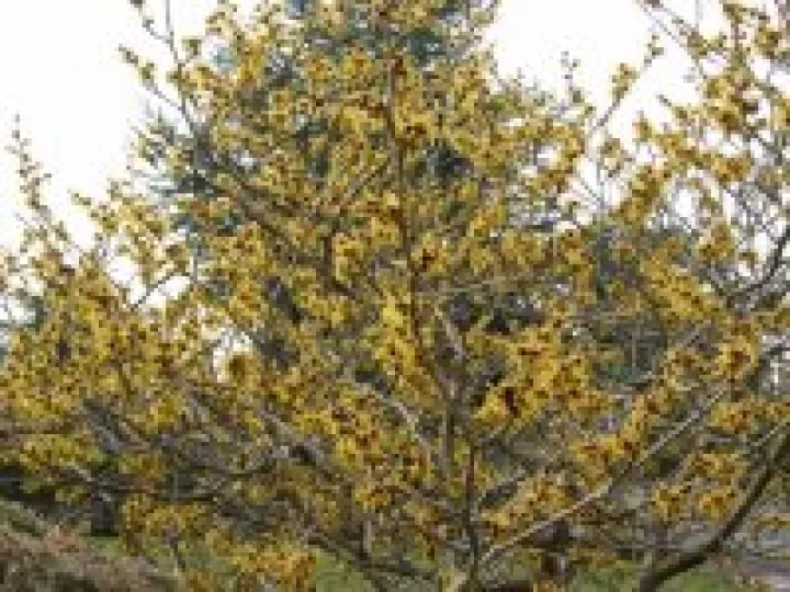 Witch-hazel on Whitchurch Road, Audlem