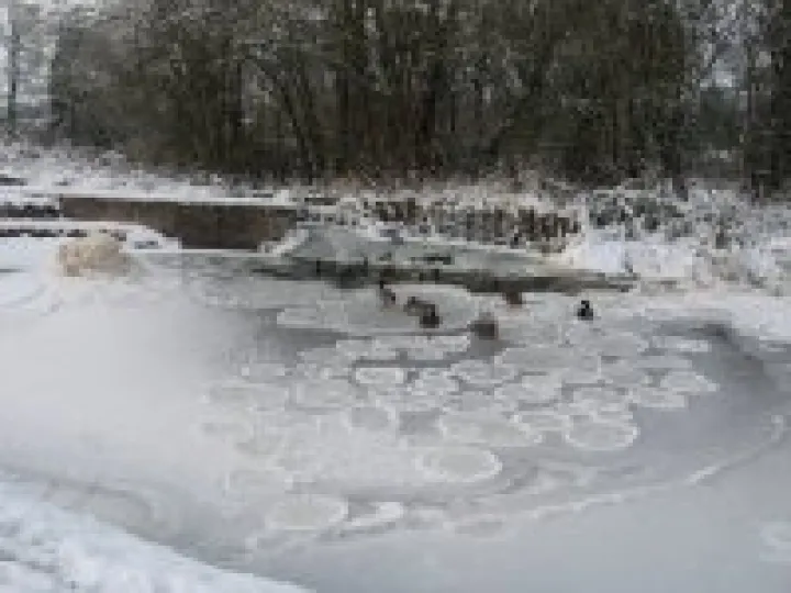 Ice lilypads &ndash; Christmas 2010 