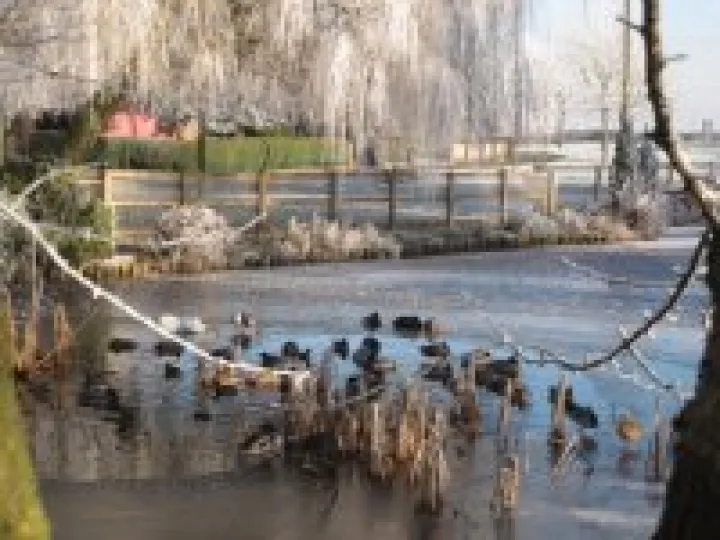 Ducks at Hankelow Green &ndash; December 2010