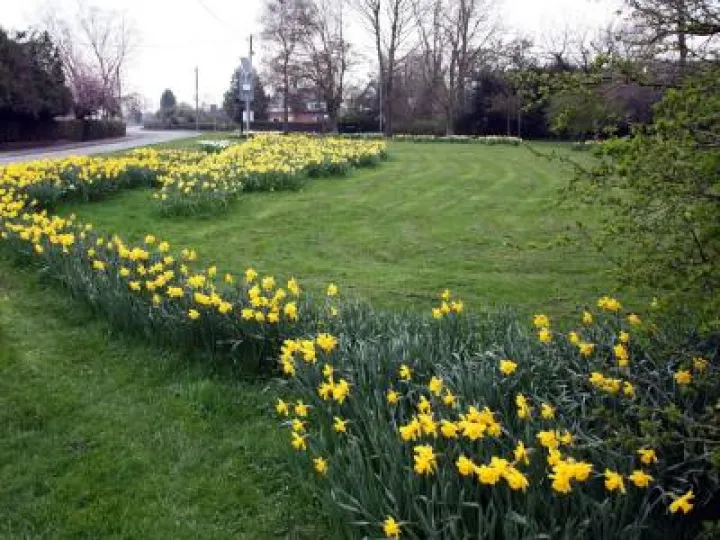 spring-flowers-2018-phil-baker-7