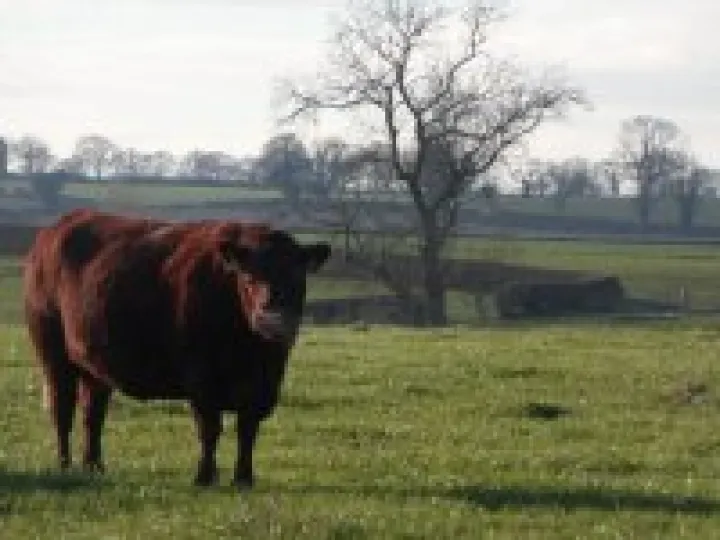 2013 Boxing Day walk (9)