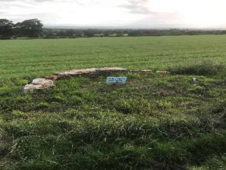 Remains of one of the 12 apostle trees